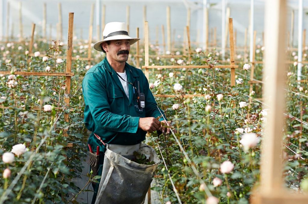 Sustainability in rose growing in Colombia 